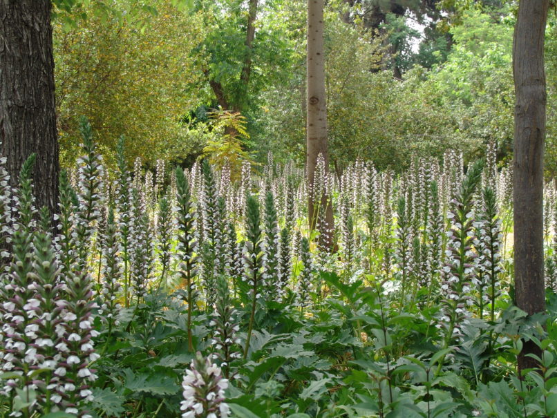 Acanthus mollis (Dallap.), ATTIKA-ATHENS-1