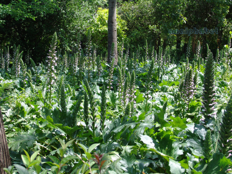 Acanthus mollis (Dallap.), ATTIKA-ATHENS-2