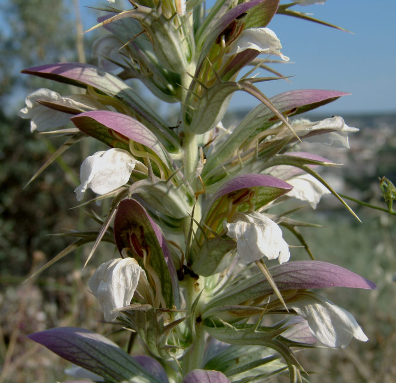 Acanthus spinosus (L.) PARNITHA-4