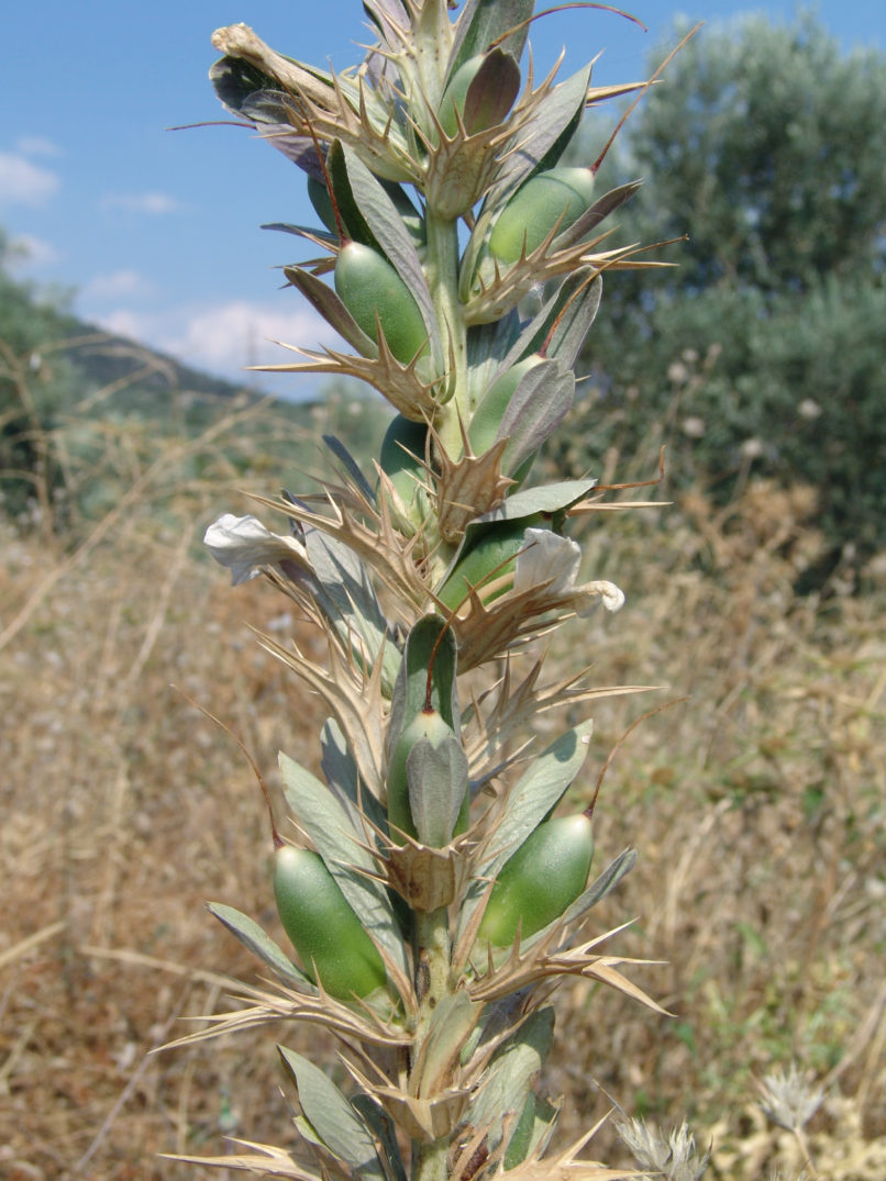Acanthus spinosus (L.) PARNITHA-3