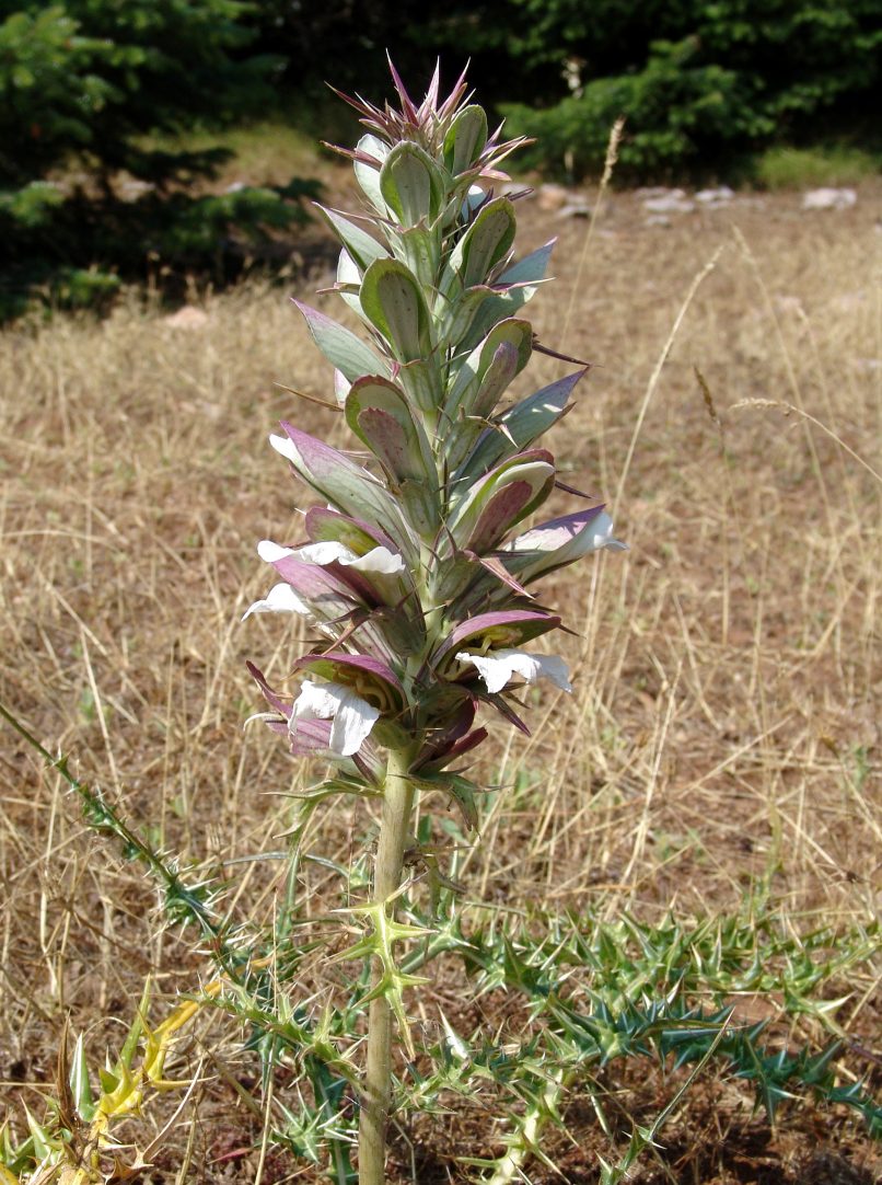 Acanthus spinosus (L.) PARNITHA-1
