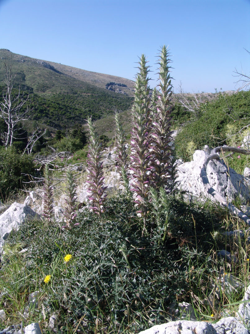 Acanthus spinosus (L.) PARNITHA-2