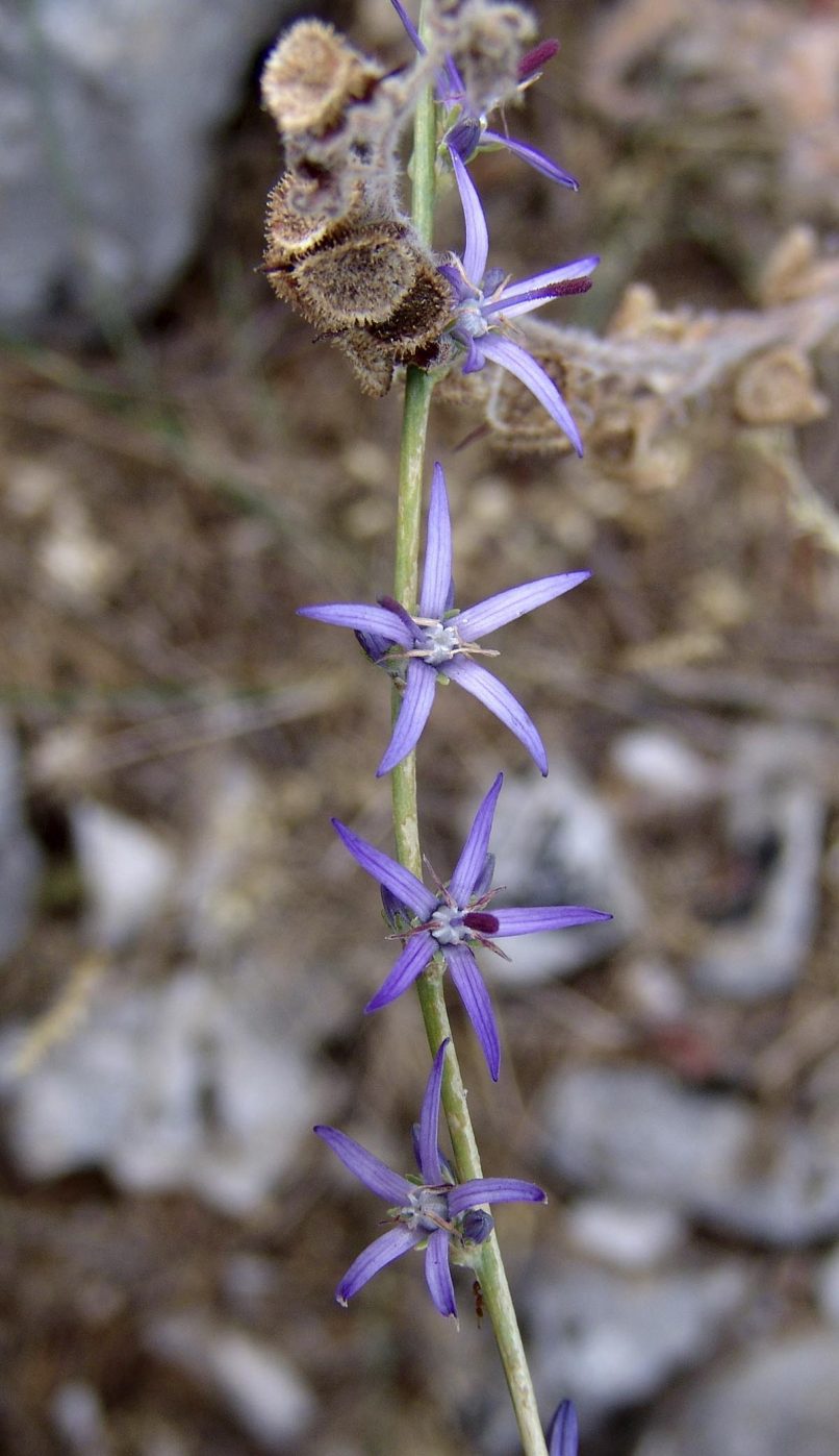 Asyneuma limonifolium (L.), PARNITHA-1