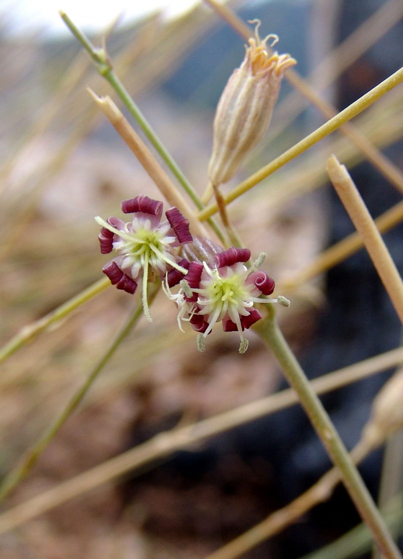 Silene oligantha ssp. parnesia (Greuter), PARNITHA-1
