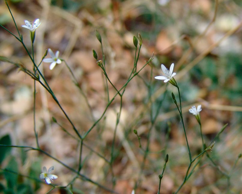 Caryophyllaceae 10 [?], PARNITHA-1