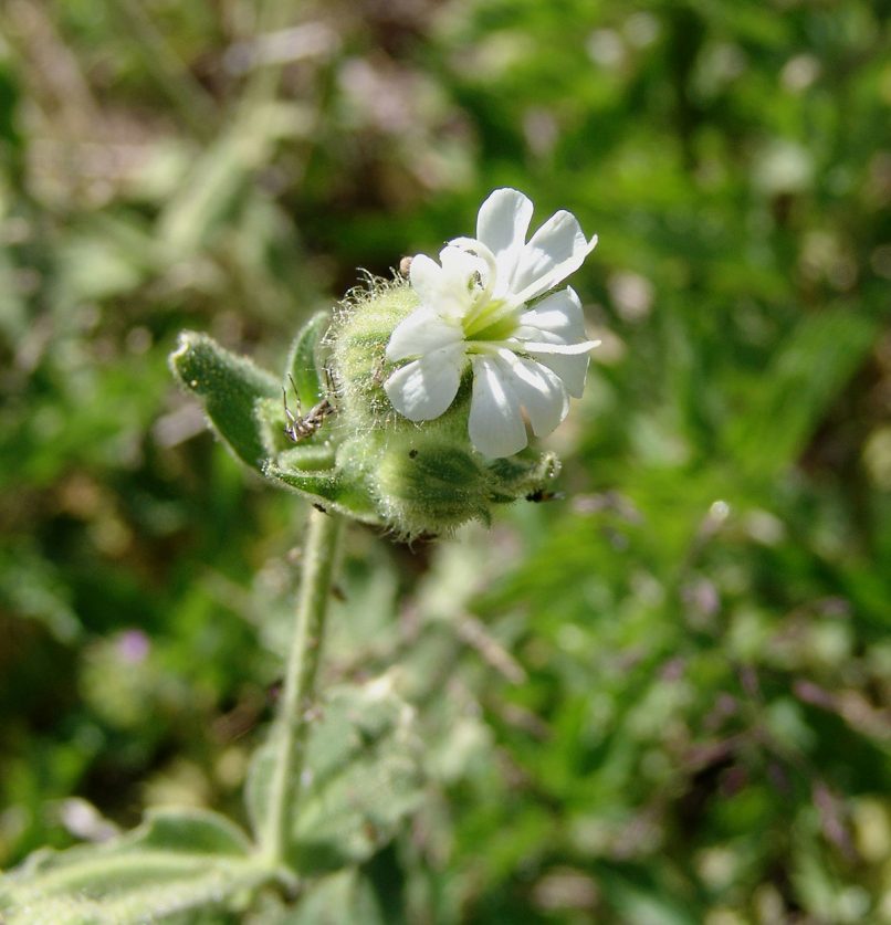 Caryophyllaceae [?], DIRFYS - XEROVOUNI-1