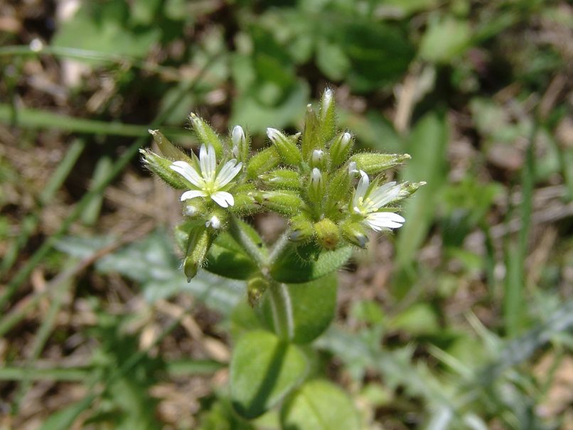 Caryophyllaceae 13 [?], PARNITHA-1