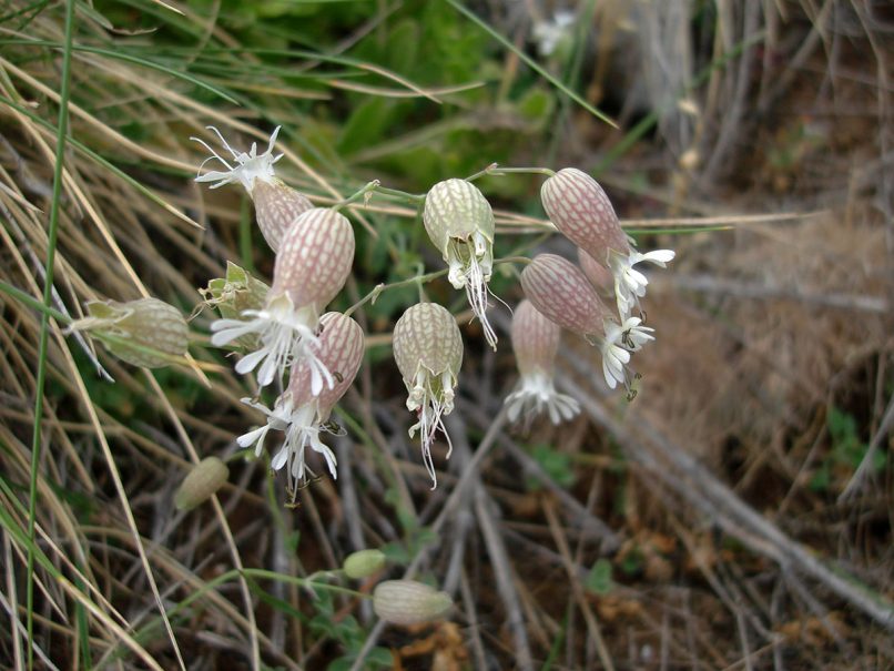 Caryophyllaceae [?]. PARNASSOS-1