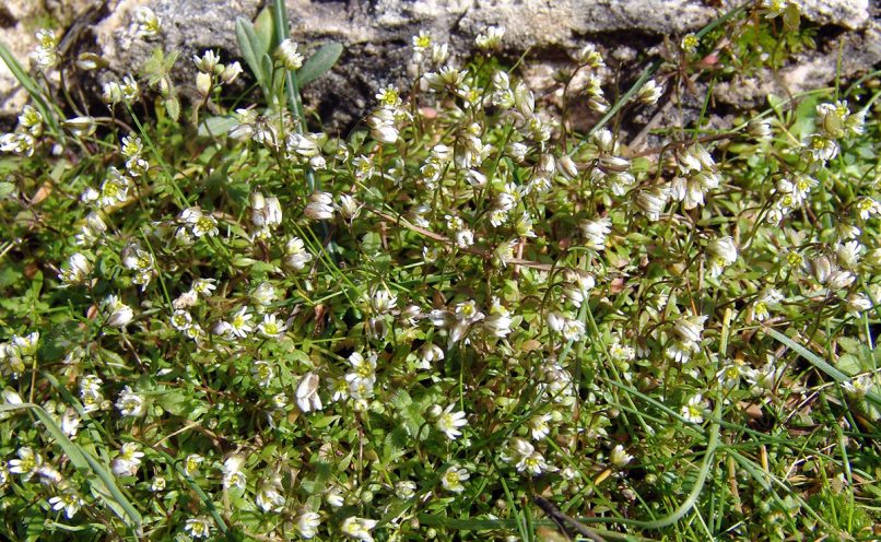 Caryophyllaceae 15 [?], PARNITHA-1