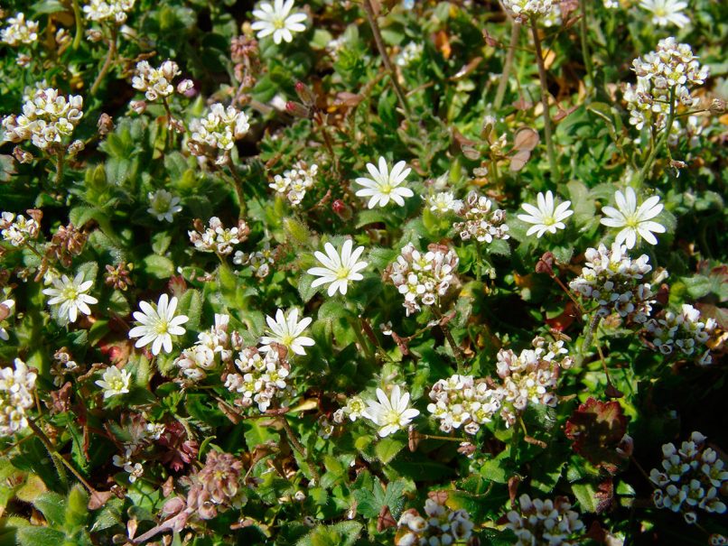 Caryophyllaceae 17 [?], KITHERONAS-1