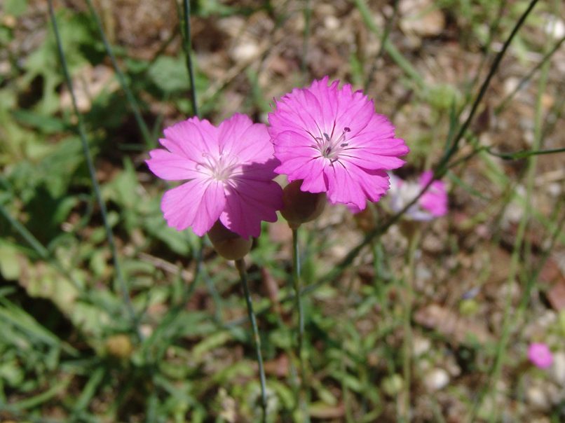 Caryophyllaceae 18 [?], TAYGETOS-1