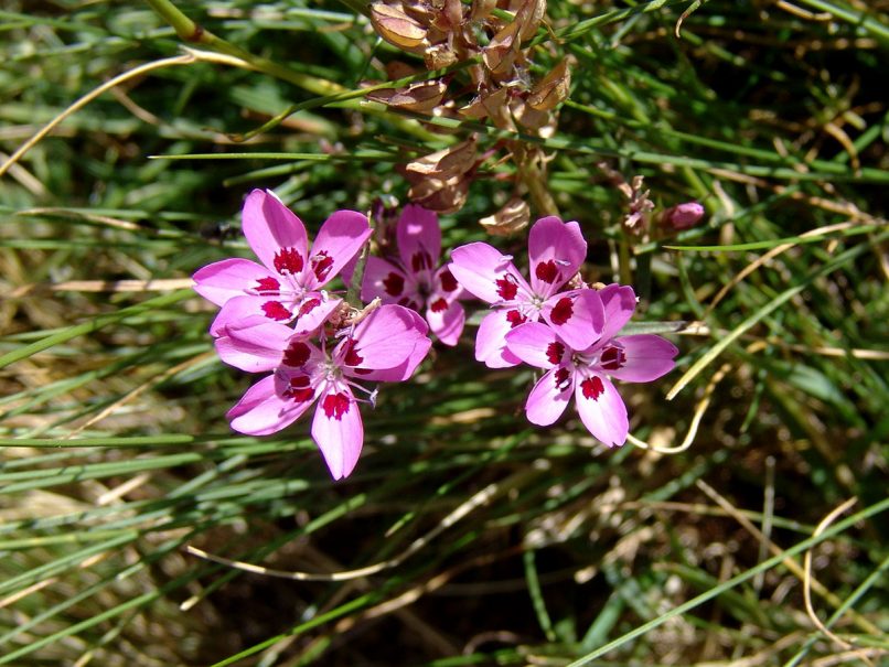 Dianthus tymphresteus (Boiss & Spruner), GIONA-1