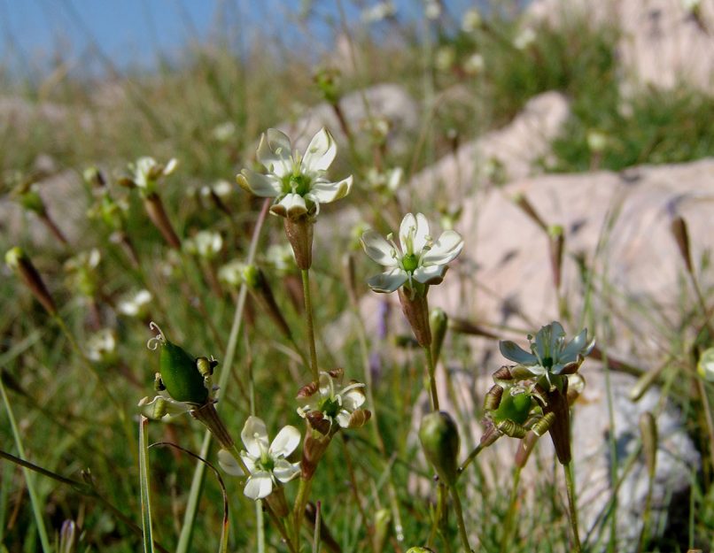 Silene parnassica (Boiss. & Spruner), AGRAFA - VOUTSIKAKI-1