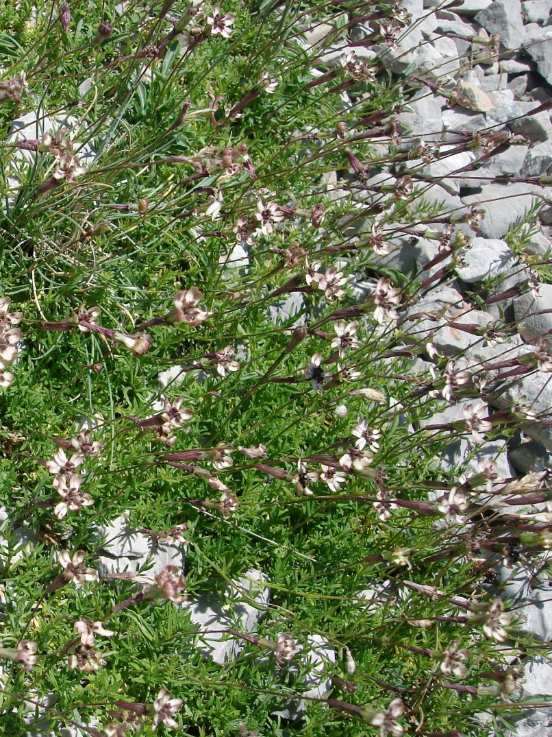 Caryophyllaceae 20 [?], GIONA-1