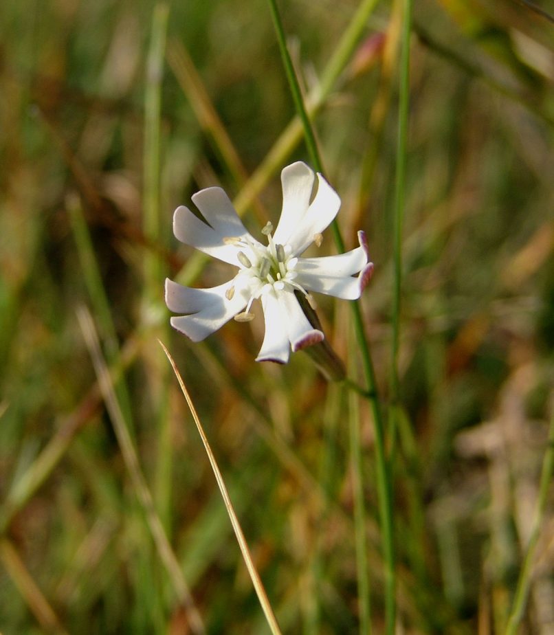 Caryophyllaceae 3 [?], AGRAFA - VOUTSIKAKI-1