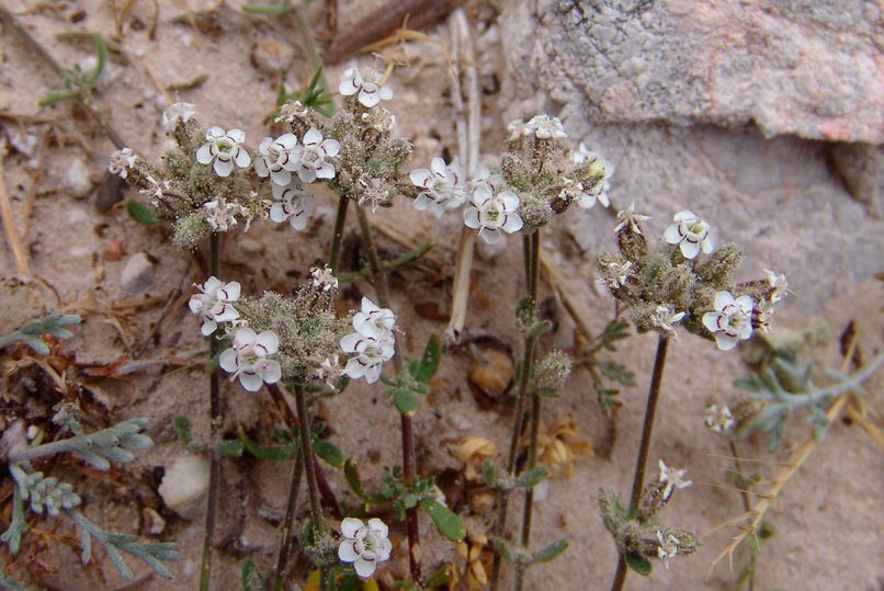 Bolanthus graecus (Schreb.), PARNITHA-1