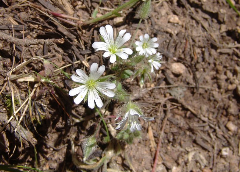 Caryophyllaceae 5 [?] TAYGETOS-1