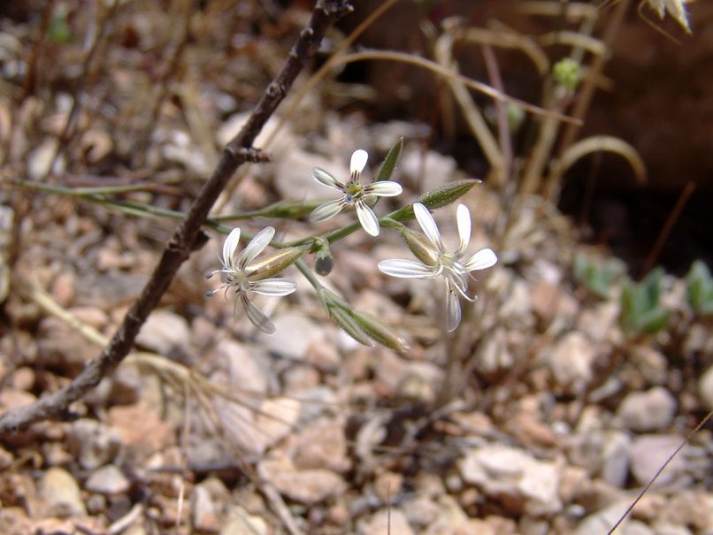 Caryophyllaceae 6 [?], PARNITHA-1
