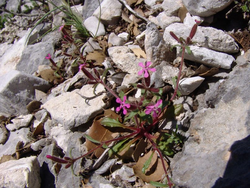 Caryophyllaceae 8 [?], PARNITHA-1