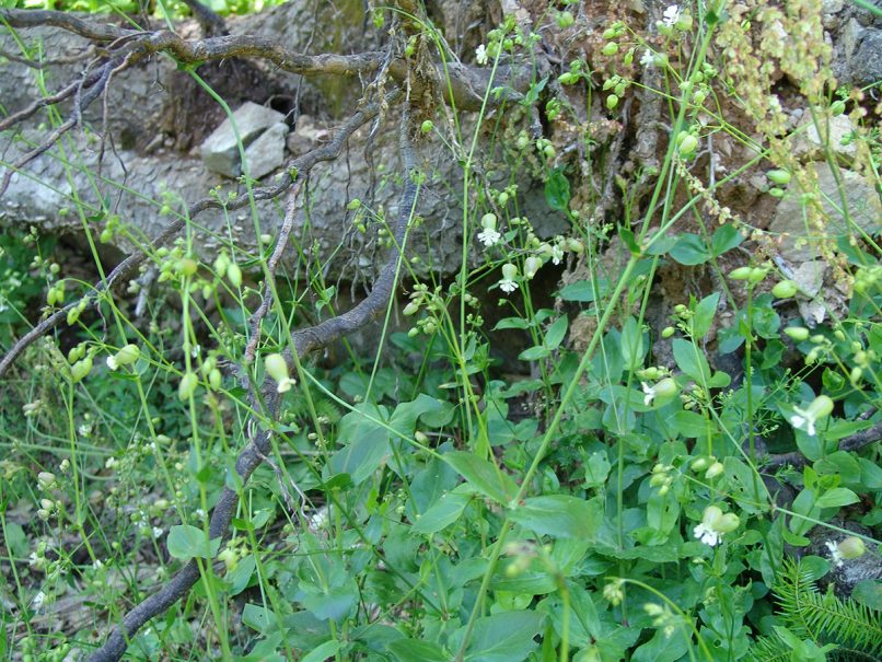 Caryophyllaceae 9a [?] DIRFYS - XEROVOUNI-1