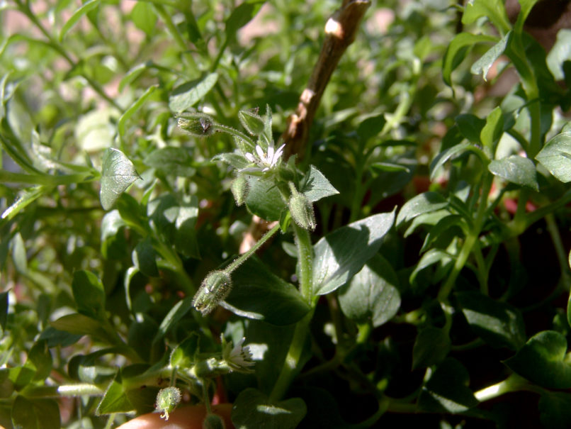 Caryophyllaceae 26 [?], ATTIKA-1