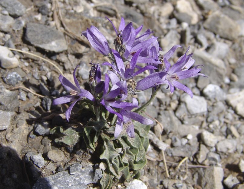 Asyneuma limonifolium (L.), OLYMPOS-1