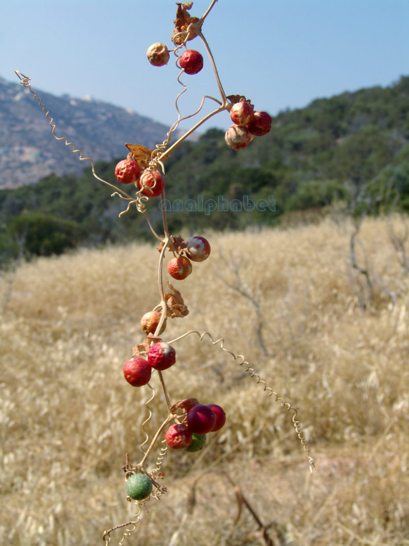 Bryonia dioica (L.) [Jacq.], ATTIKA-KYNOSOURA-1