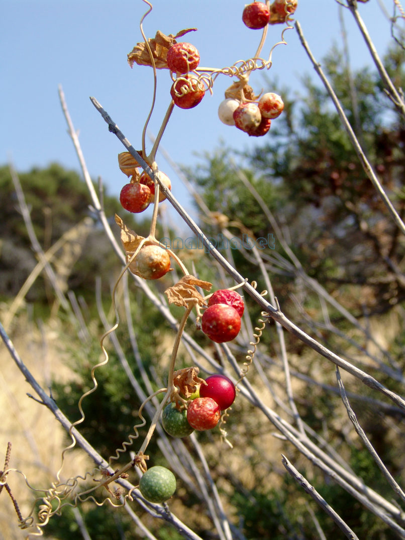 Bryonia dioica (L.) [Jacq.], ATTIKA-KYNOSOURA-2
