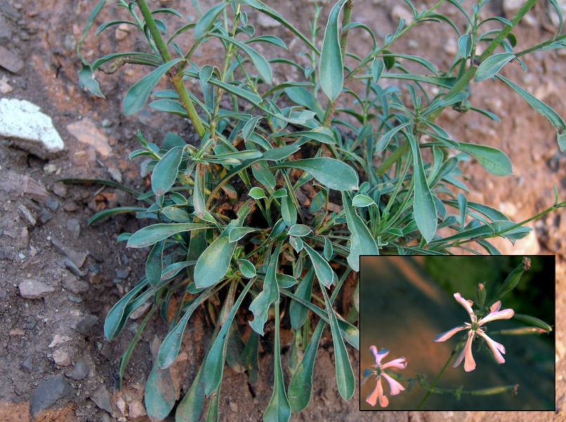 Caryophyllakeae 30 [?], CHELIIDONA-1