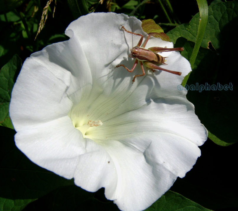 Calystegia sepium (L.), AGRAFA-PETSALOUDA-1