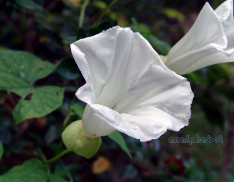 Calystegia sepium (L.), OLYMPOS-1