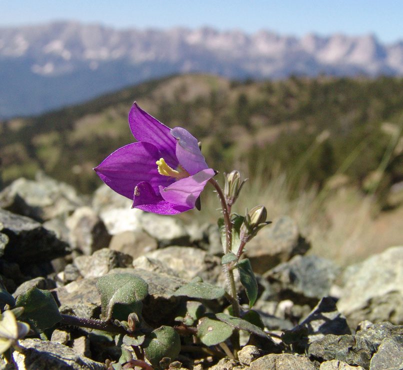 Campanula [?]. SMOLIKAS-1