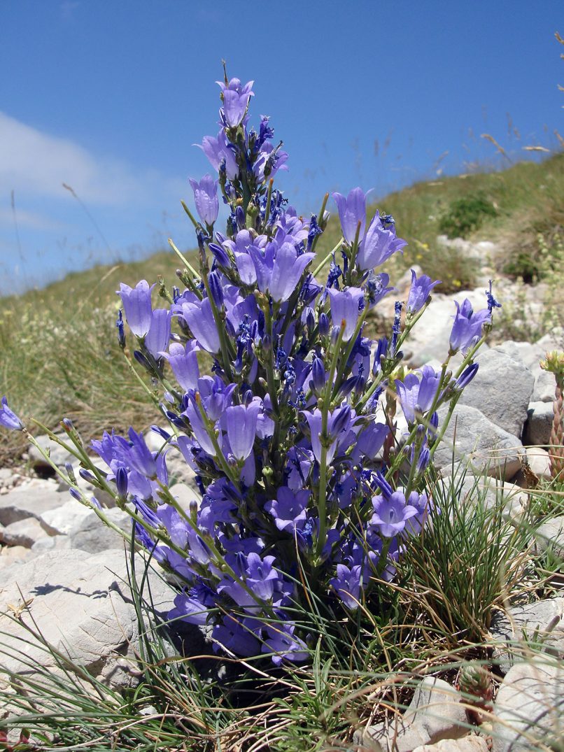 Campanula aizoon (Boiss. & Heldr.), GIONA-1
