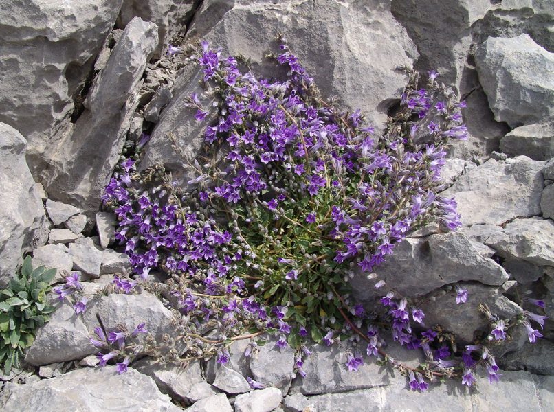 Campanula celsii ssp. parnesia (A. D.C.), PARNITHA-1