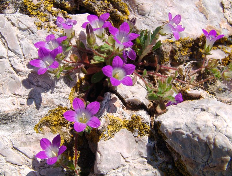 Campanula drabifolia (Sibthr. & Sm.), PARNITHA-1