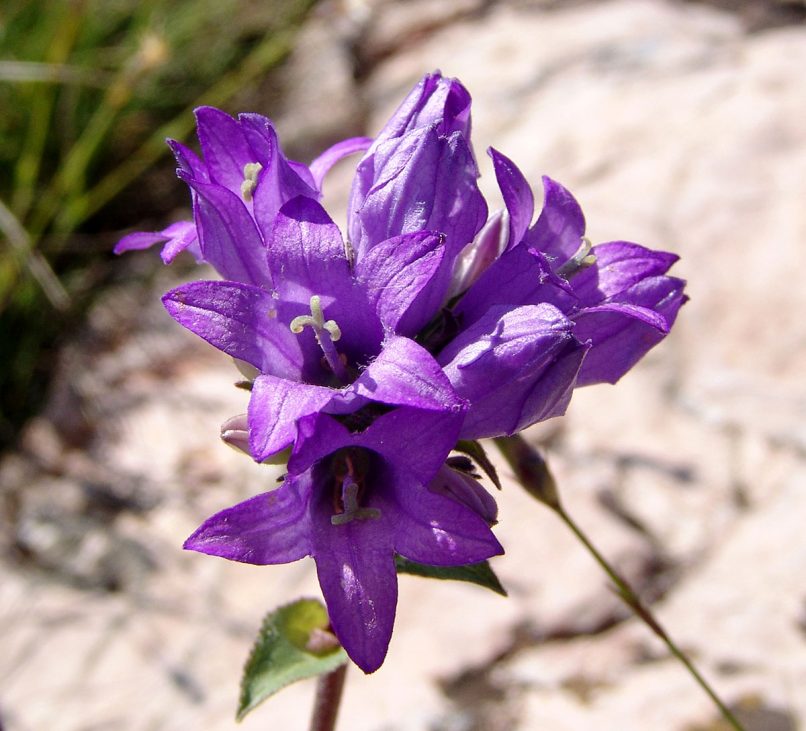 Campanula glomerata (L.), AGRAFA - VOUTSIKAKI