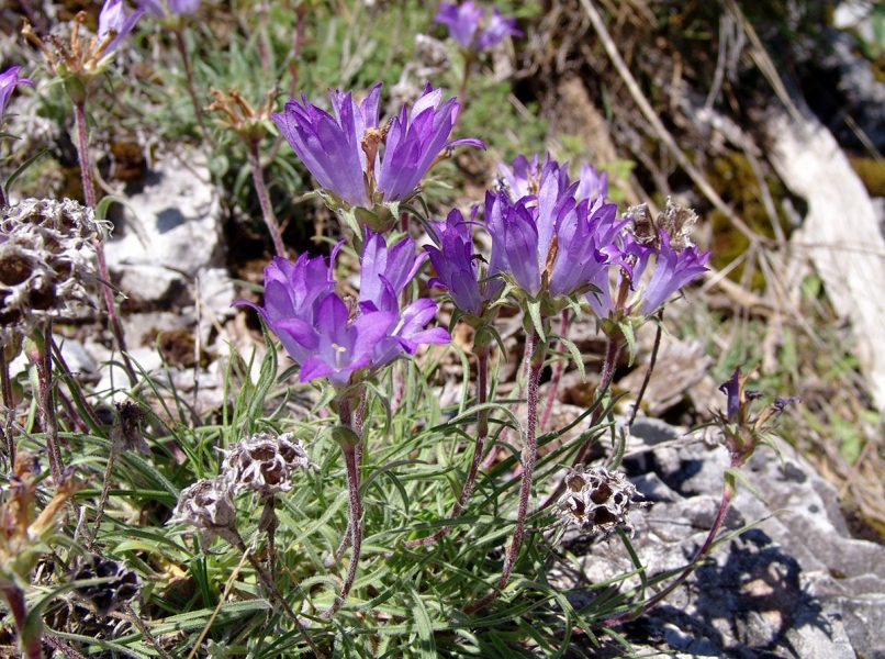 Campanula graminifolius (L.), OLYMPOS-1