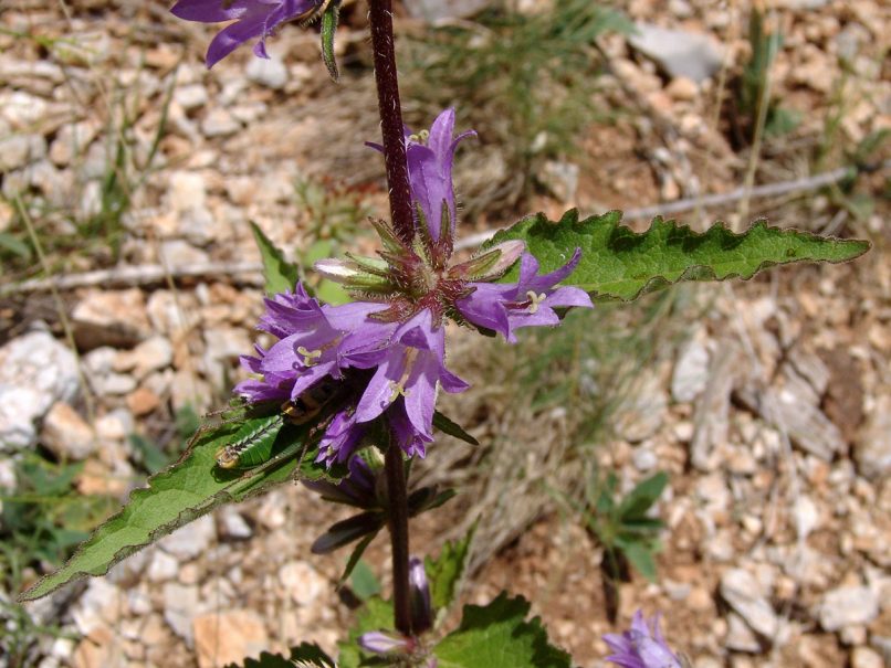Campanula latifolia (L.), GIONA-1