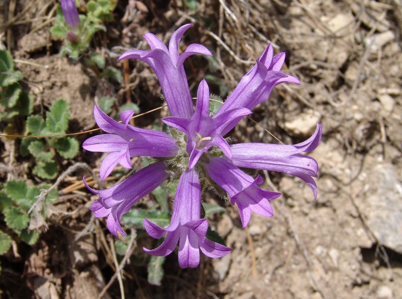Campanula lingulata (Waldstein & Kitaibel), OLYMPOS-1