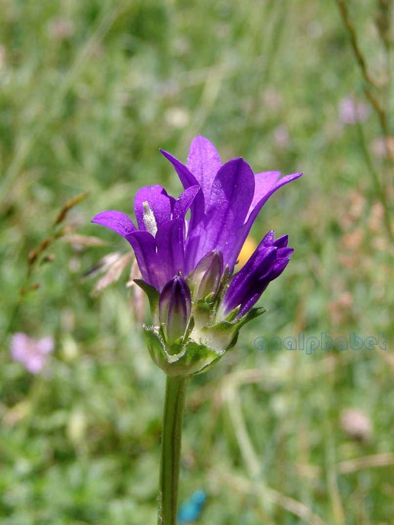 Campanula lingulata (Waldstein & Kitaibel), AGRAFA-NIALA - KATARACHIAS-1