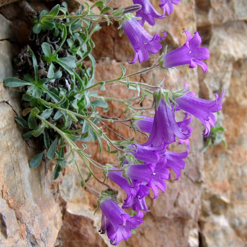 Campanula oreadum (Boiss. & Heldr.), OLYMPOS-1