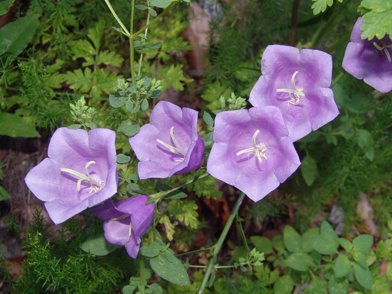 Campanula persicifolia (L.), OLYMPOS-1