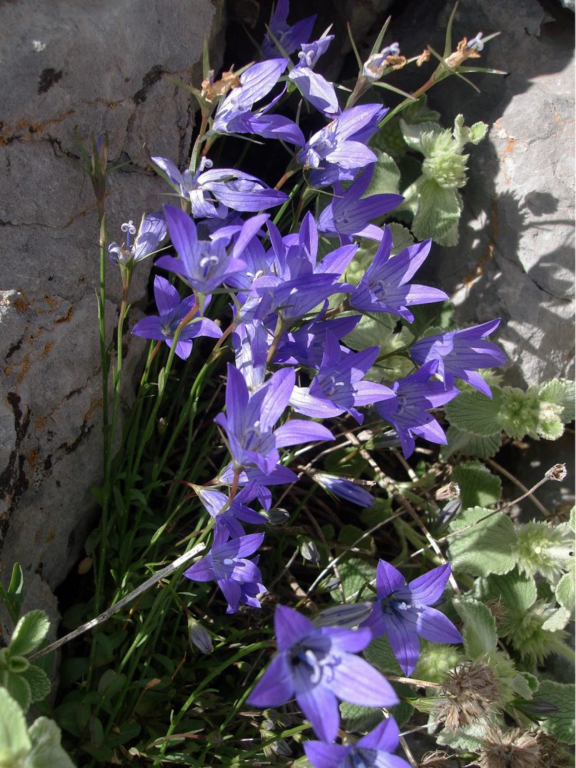 Campanula ramosissima (Sibthr. & Smith), PARNASSOS-1