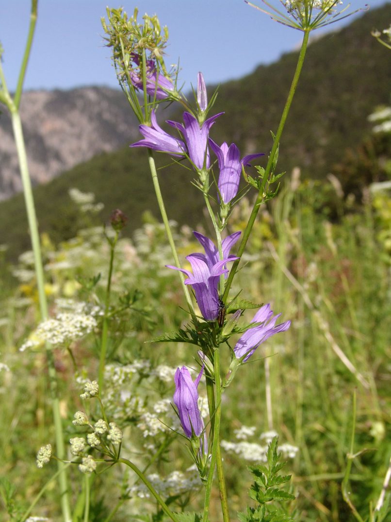 Campanula rapunculus (L.), OLYMPOS-1