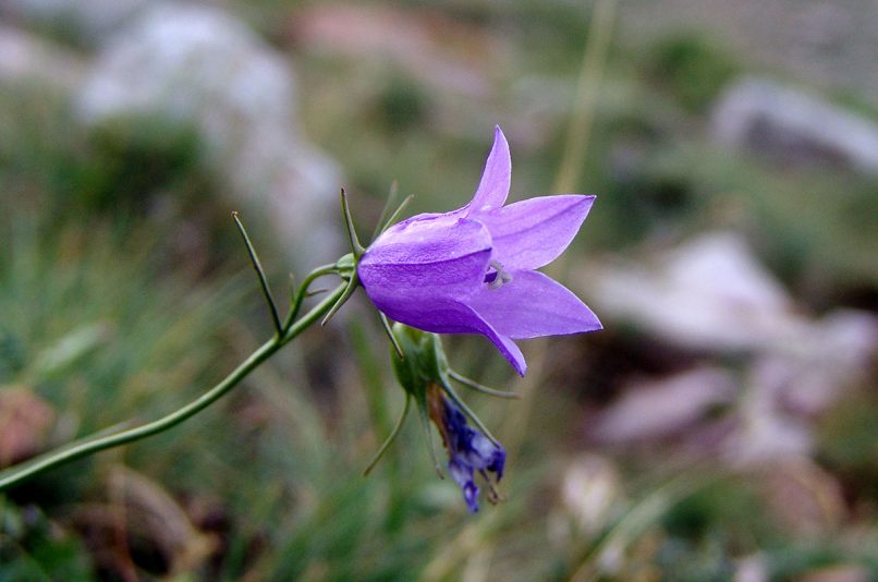 Campanula rotundifolia (L. F. Alba), AGRAFA - KARAVA-1
