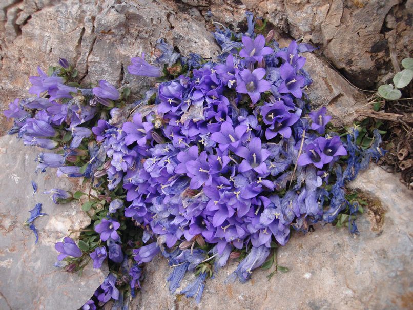 Campanula rupestris (Sibthr. & Smith), PARNASSOS-1
