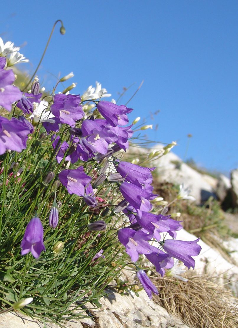Campanula scheuchzeri (D. Villars), OLYMPOS-1