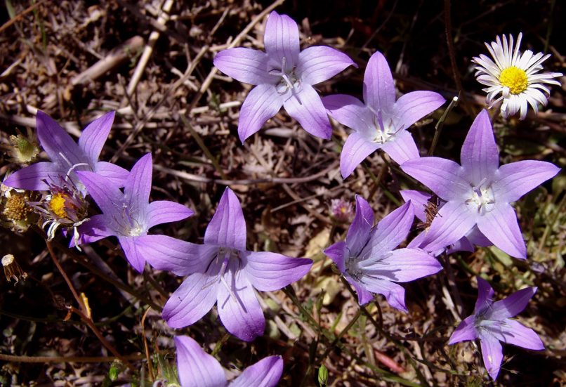 Campanula spatulata (Sibth. & Sm.), DIRFYS - XEROVOUNI-1