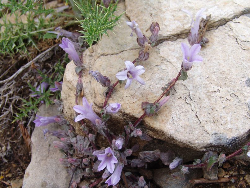 Campanula topaliana (Beauv.), TAYGETOS-1