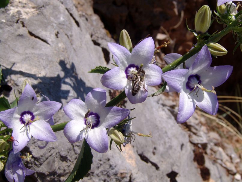 Campanula versicolor (Sibth.), GIONA-1